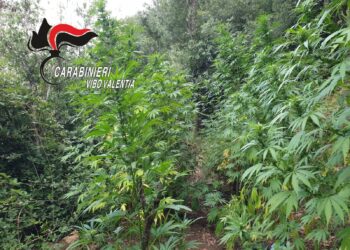 Piantagione di canapa indiana scoperta a Fabrizia,150 piante sequestrate dai carabinieri