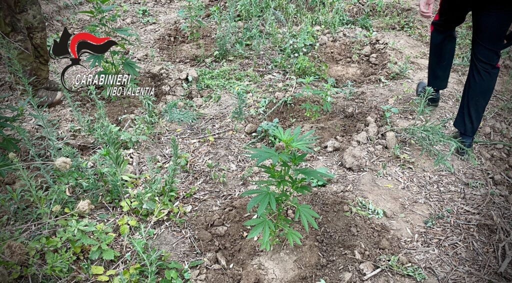Piantagione di canapa indiana scoperta a Fabrizia,150 piante sequestrate dai carabinieri 3 IMG 20250821 WA0020