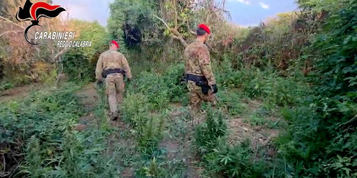I Carabinieri scoprono una piantagione di cannabis a Nicotera (VIDEO)