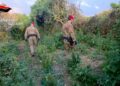I Carabinieri scoprono una piantagione di cannabis a Nicotera (VIDEO)