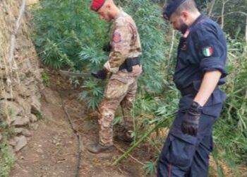 Una piantagione con 300 piante di cannabis è stata scoperta dai Carabinieri a Cardeto