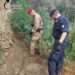 Una piantagione con 300 piante di cannabis è stata scoperta dai Carabinieri a Cardeto 9 Una piantagione con 300 piante di cannabis è stata scoperta dai Carabinieri a Cardeto