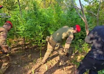 Scoperta nella Locride una piantagione di cannabis sativa
