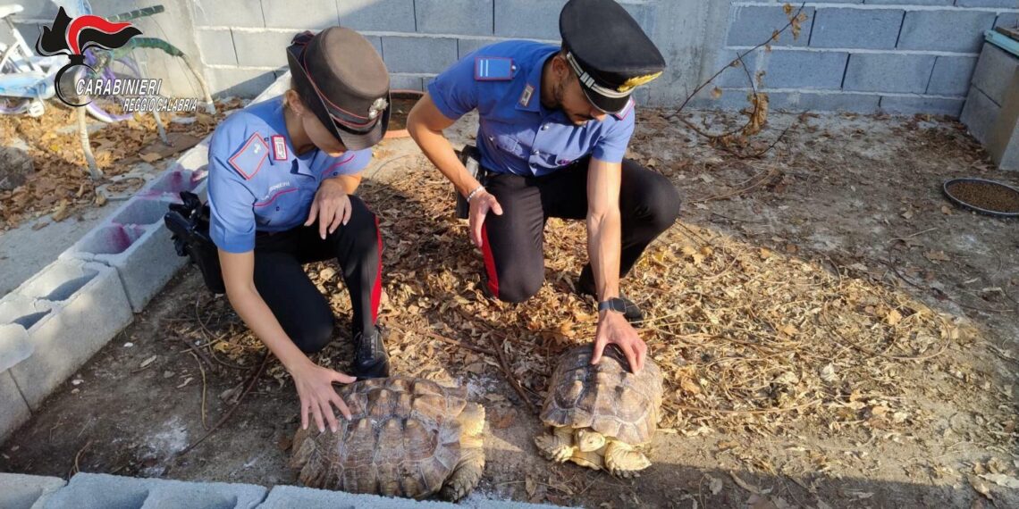 Scoperto dai Carabinieri di Gioia Tauro un “mini zoo” abusivo 1 Scoperto dai Carabinieri di Gioia Tauro un “mini zoo” abusivo