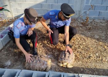 Scoperto dai Carabinieri di Gioia Tauro un “mini zoo” abusivo