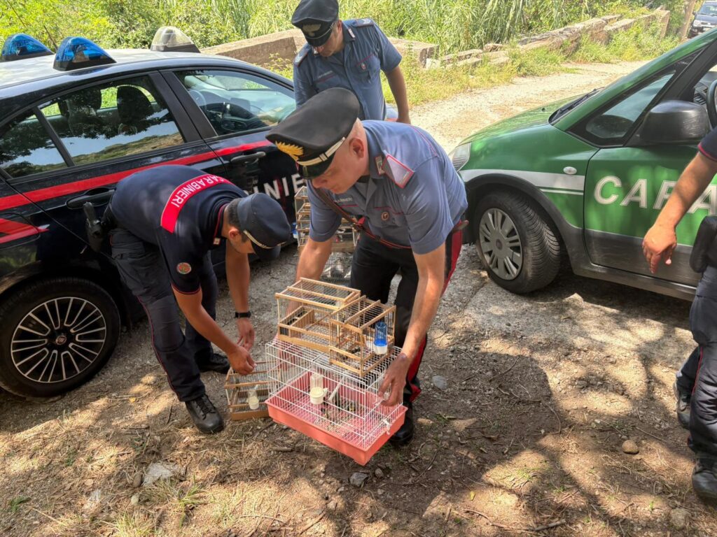 I Carabinieri scoprono un deposito per l’uccellagione a Villa San Giovanni 4 WhatsApp Image 2025 08 22 at 08.48.30
