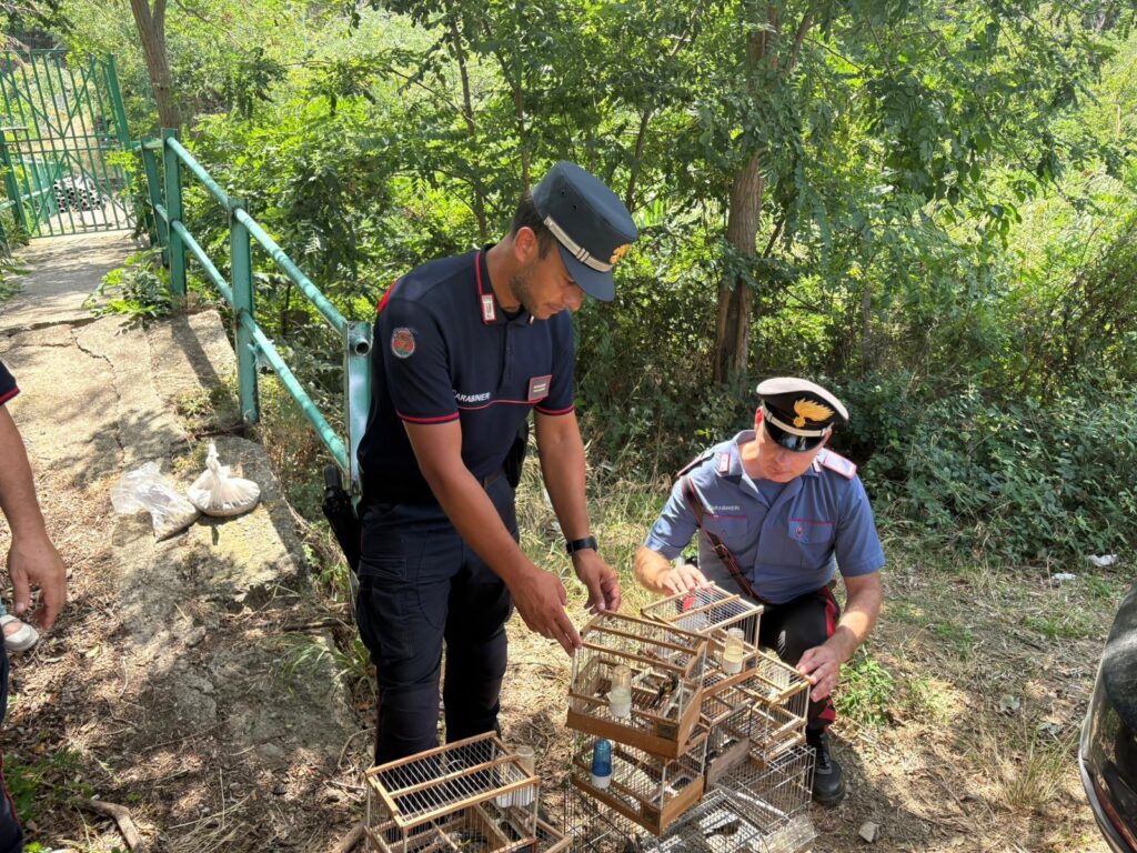 I Carabinieri scoprono un deposito per l’uccellagione a Villa San Giovanni 3 WhatsApp Image 2025 08 22 at 08.48.44