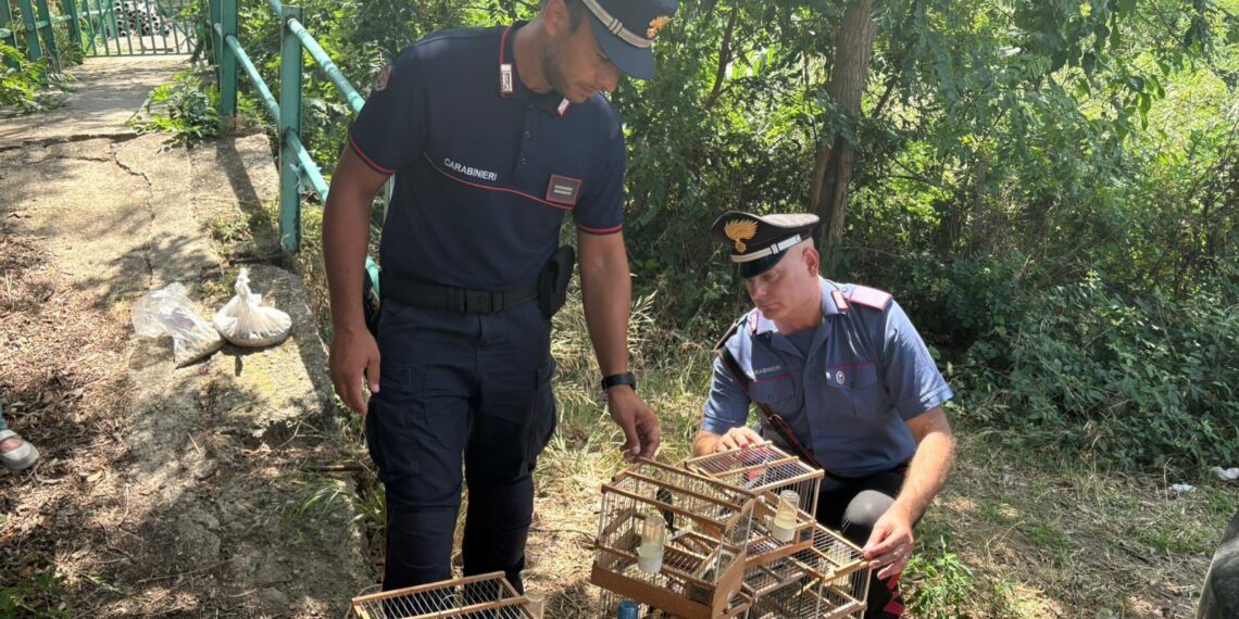 I Carabinieri scoprono un deposito per l’uccellagione a Villa San Giovanni