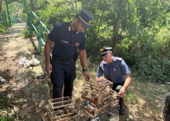 I Carabinieri scoprono un deposito per l’uccellagione a Villa San Giovanni