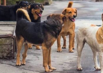 La persecuzione dei randagi tra Longobardi e Vibo Marina… e di chi cerca di alleviare le loro pene!