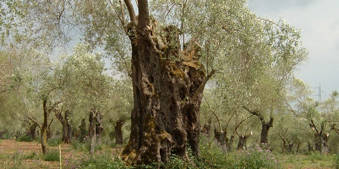 A Francica la Festa dell’Olio. L’appuntamento di martedì 19 agosto culminerà con un interessante convegno