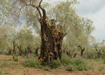 A Francica la Festa dell’Olio. L’appuntamento di martedì 19 agosto culminerà con un interessante convegno