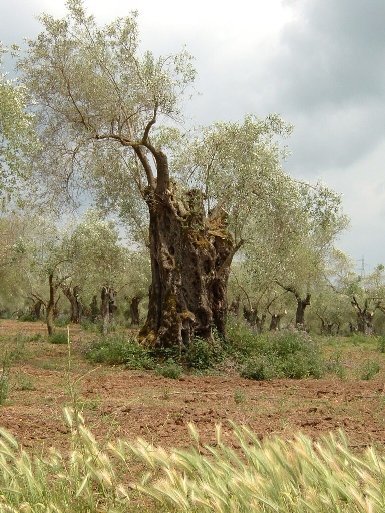 ulivo francica