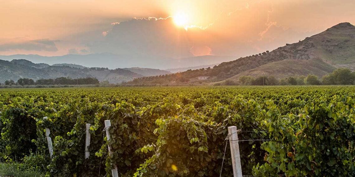 Il Vigneto Calabria brinda a una vendemmia promettente: tra +10 e +15 % di produzione e qualità in ascesa