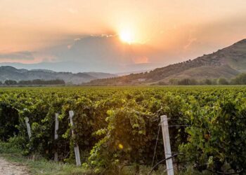 Il Vigneto Calabria brinda a una vendemmia promettente: tra +10 e +15 % di produzione e qualità in ascesa 1 Il Vigneto Calabria brinda a una vendemmia promettente: tra +10 e +15 % di produzione e qualità in ascesa