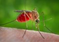 Primo decesso per West Nile in Calabria (VIDEO)