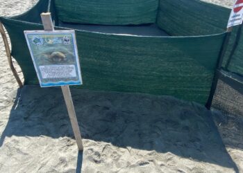 Sono nati i piccoli di caretta caretta del nido di Falerna (VIDEO)