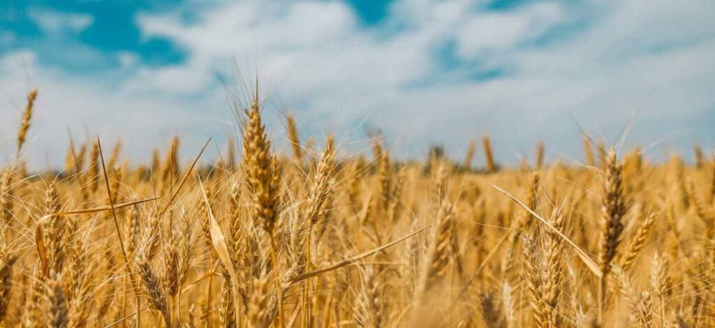 Campo di Grano