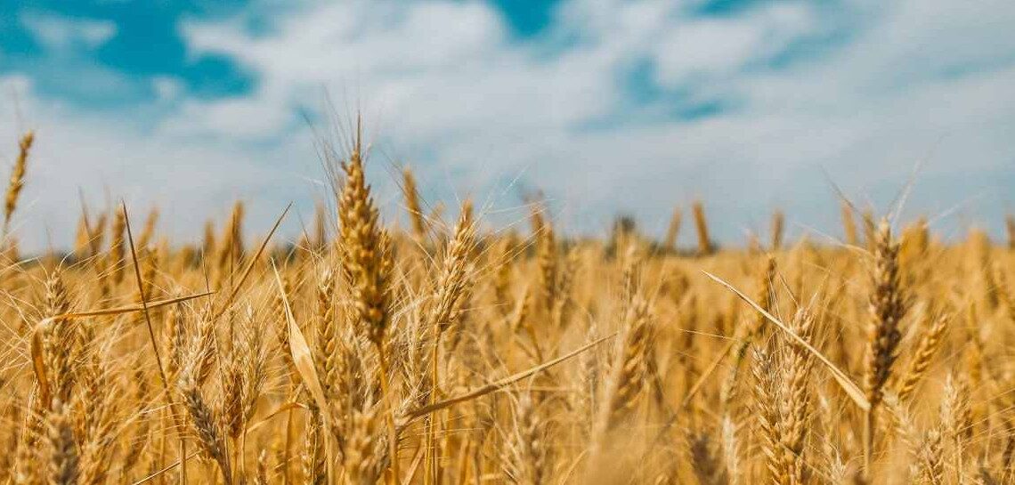 Coldiretti Calabria: contro le speculazioni che mettono a rischio il Granaio Italia