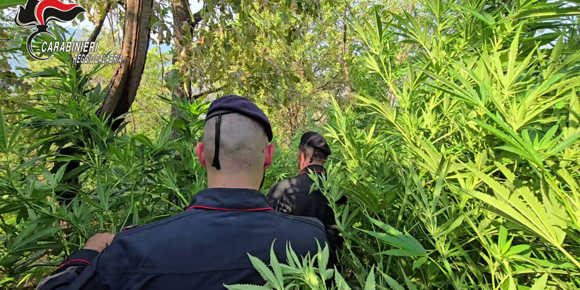 Aspromonte: nuova piantagione di canapa indiana scoperta dai carabinieri