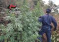 Oltre 1600 piante di cannabis individuate in area demaniale boschiva a ridosso di Monsoreto di Dinami