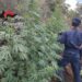 Oltre 1600 piante di cannabis individuate in area demaniale boschiva a ridosso di Monsoreto di Dinami 8 Oltre 1600 piante di cannabis individuate in area demaniale boschiva a ridosso di Monsoreto di Dinami