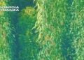 La Guardia di Finanza di Crotone scopre una maxi piantagione di marijuana a Isola Capo Rizzuto (VIDEO)