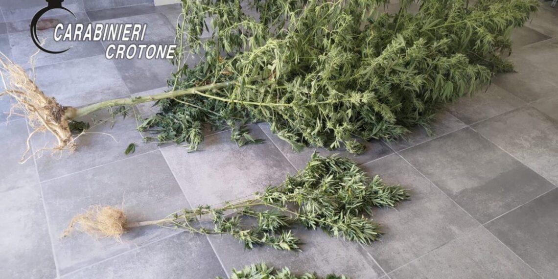 I Carabinieri sequestrano piante di marijuana a Caccuri (VIDEO) 1 I Carabinieri sequestrano piante di marijuana a Caccuri (VIDEO)