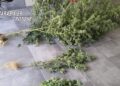 I Carabinieri sequestrano piante di marijuana a Caccuri (VIDEO)