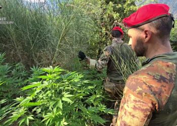 I Carabinieri scoprono una piantagione di cannabis a Cosoleto (VIDEO)