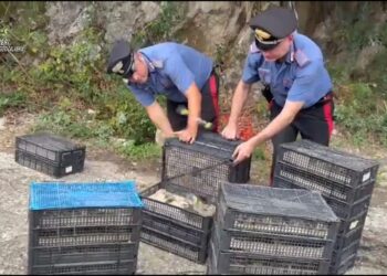 Durante un controllo i Carabinieri scoprono e liberano 2200 uccelli protetti (VIDEO)