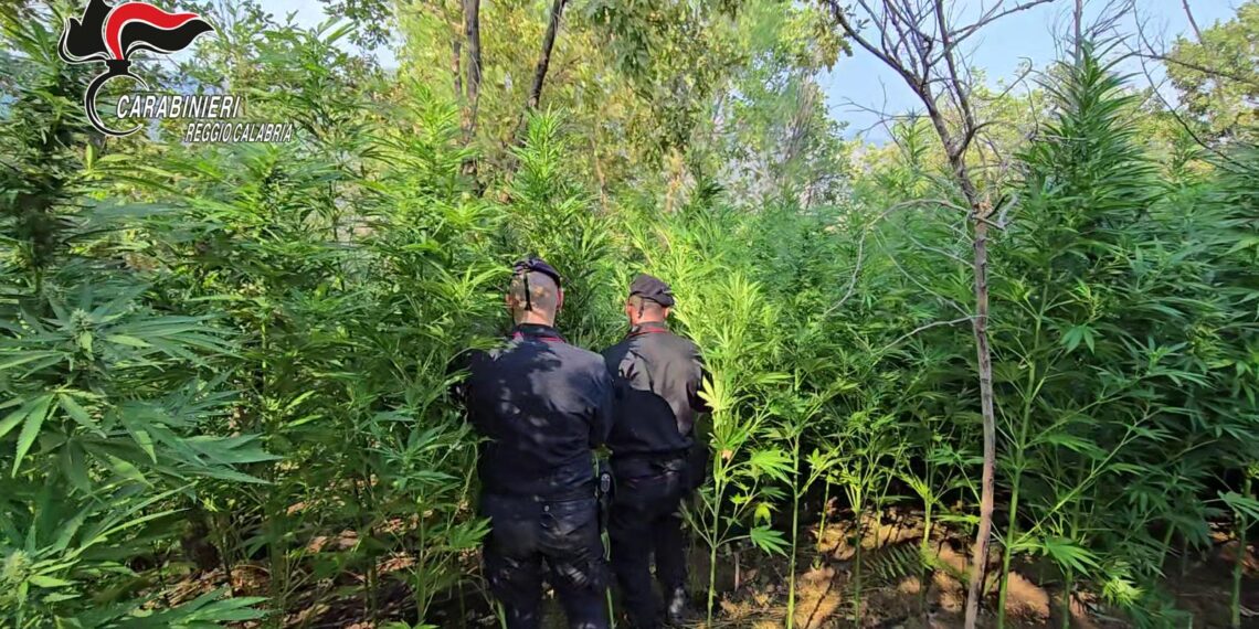 I Carabinieri scopronop una piantagione di cannabis sativa a Roccella Jonica