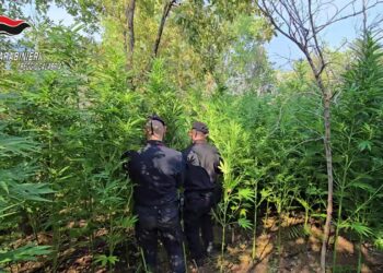 I Carabinieri scopronop una piantagione di cannabis sativa a Roccella Jonica