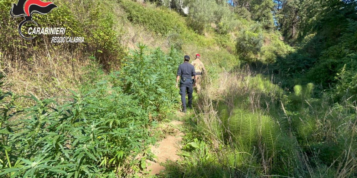 I Carabinieri scoprono una piantagione di cannabis a Delianuova (VIDEO)