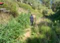 I Carabinieri scoprono una piantagione di cannabis a Delianuova (VIDEO)