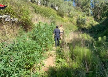 I Carabinieri scoprono una piantagione di cannabis a Delianuova (VIDEO)