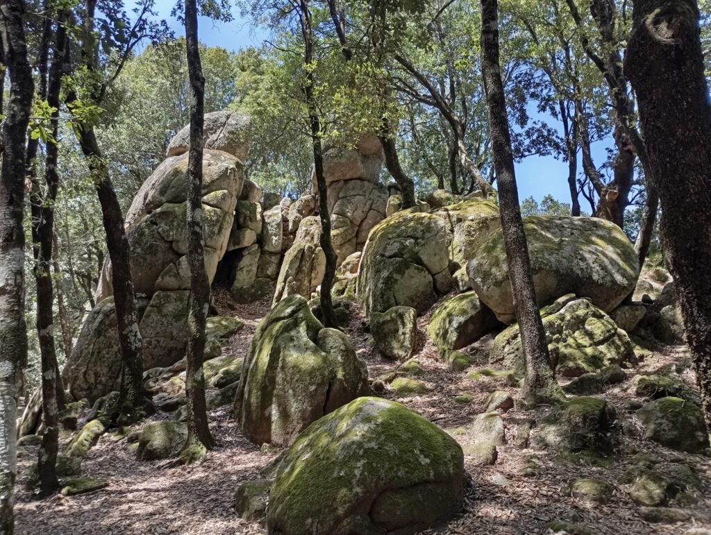 bosco nardodipace
