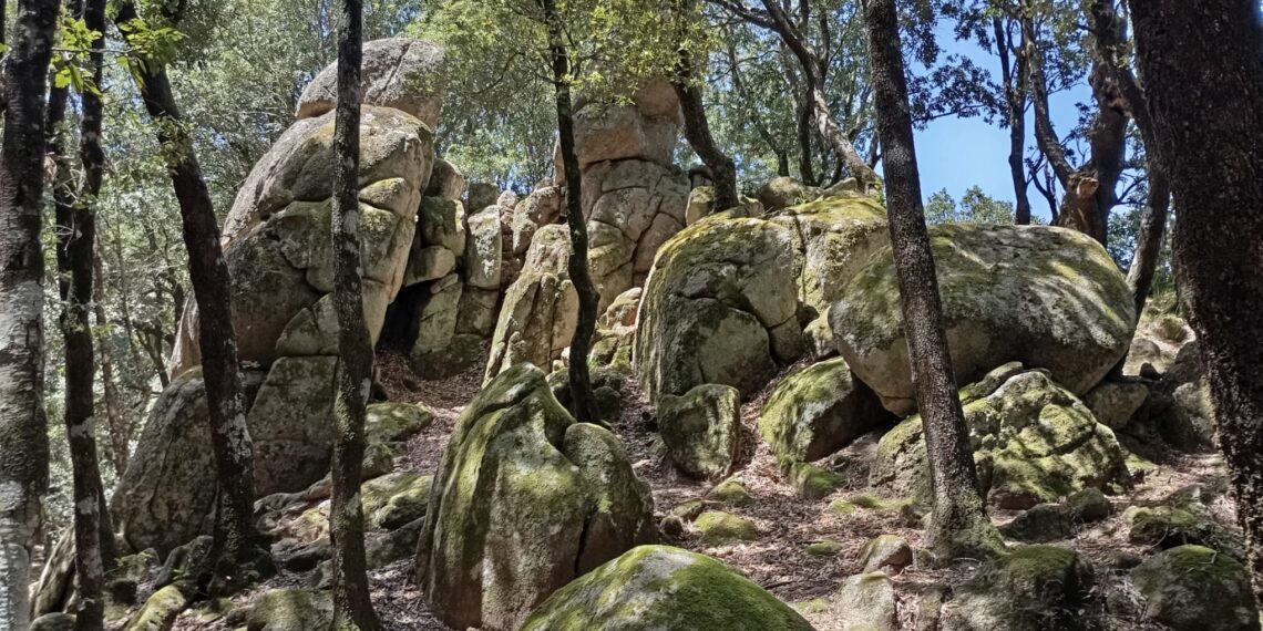 Nardodipace, avviato il progetto del taglio dei lotti boschivi comunali
