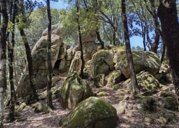 Nardodipace, avviato il progetto del taglio dei lotti boschivi comunali
