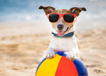 Spiagge più accessibili per i cani a Vibo Valentia: accolta l’istanza dell’OIPA