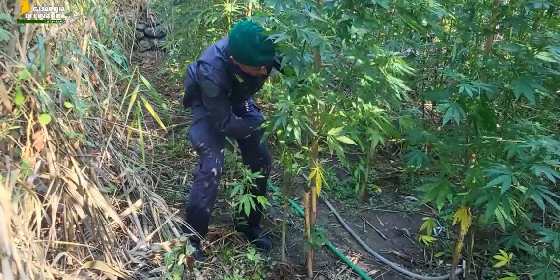 Scoperte a Tiriolo e Settingiano diverse piantagioni di cannabis (VIDEO)