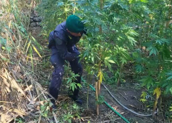 Scoperte a Tiriolo e Settingiano diverse piantagioni di cannabis (VIDEO)