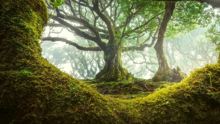 madeira 1
