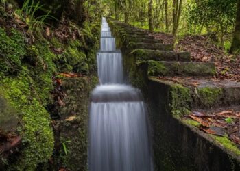 Laurissilva di Madeira: un tesoro verde di 20 milioni di anni