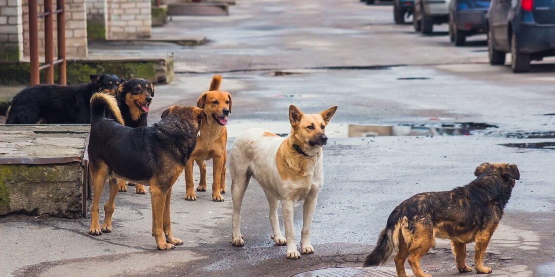 Al via il Piano regionale 2025-2027 contro il randagismo in Calabria