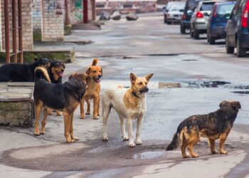 Al via il Piano regionale 2025-2027 contro il randagismo in Calabria