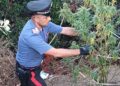 In casa di un uomo di Melissa i Carabinieri trovano modiche quantità di diversi tipi di stupefacenti