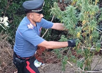 In casa di un uomo di Melissa i Carabinieri trovano modiche quantità di diversi tipi di stupefacenti