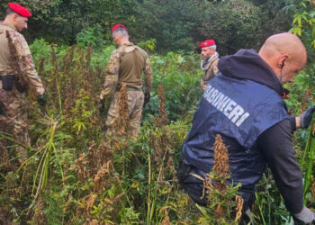 Scoperta un’altra piantagione di cannabis in Calabria