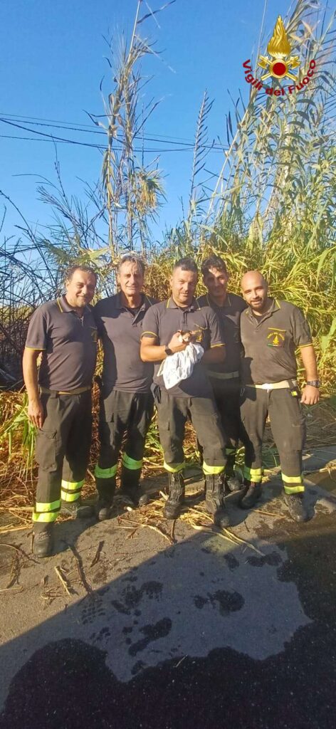 Incendio in un canneto, intervento dei Vigili del Fuoco che salvano un gattino 3 1